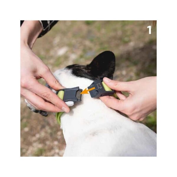 EVOLUTION C - Image 2