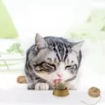 Catnip Ball Cat Snacks Toy Treats - Image 3