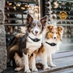 Dog Care Well-D LE Dog Training System (TC08) - Image 7