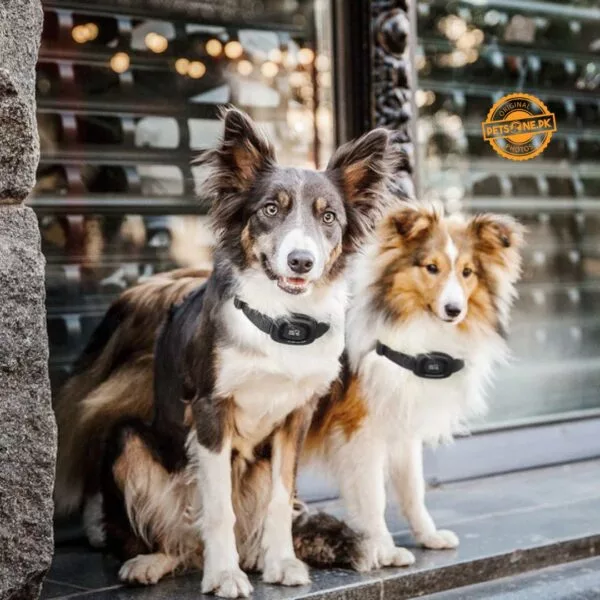 Dog Care Well-D LE Dog Training System (TC08) - Image 7