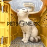 Foldable Pet Transport Box / Jet Box / Pet Carrier - Image 8