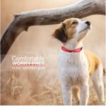 Nylon Dog Collar with Soft Padding