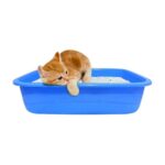 PawComfort Litter Tray for Kittens