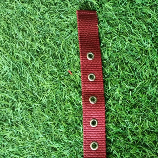 PETX Nylon Collar for Dogs and Puppies - Image 3