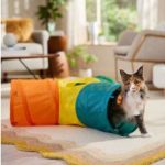 Trixie Playing Tunnel
