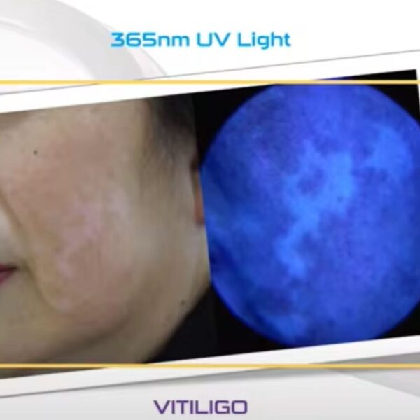 Pet Woods Lamp - Image 3