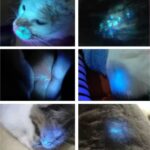 Pet Woods Lamp - Image 4