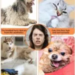 Nunbell Deshedding Tool For Cats And Dogs - Image 2