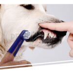Yingte Dental Hygiene Oral Care Kit/tooth brush For Dogs - Image 3