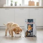 Groove Puppy Food Beef – All Life Stages Puppy Food - Image 2