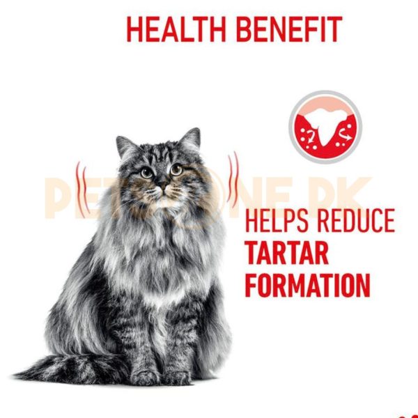Royal Canin Feline Dental Care Adult Dry Cat Food - Image 2